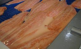 Protein-Tec Salmon