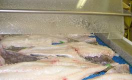 Protein-Tect White fish
