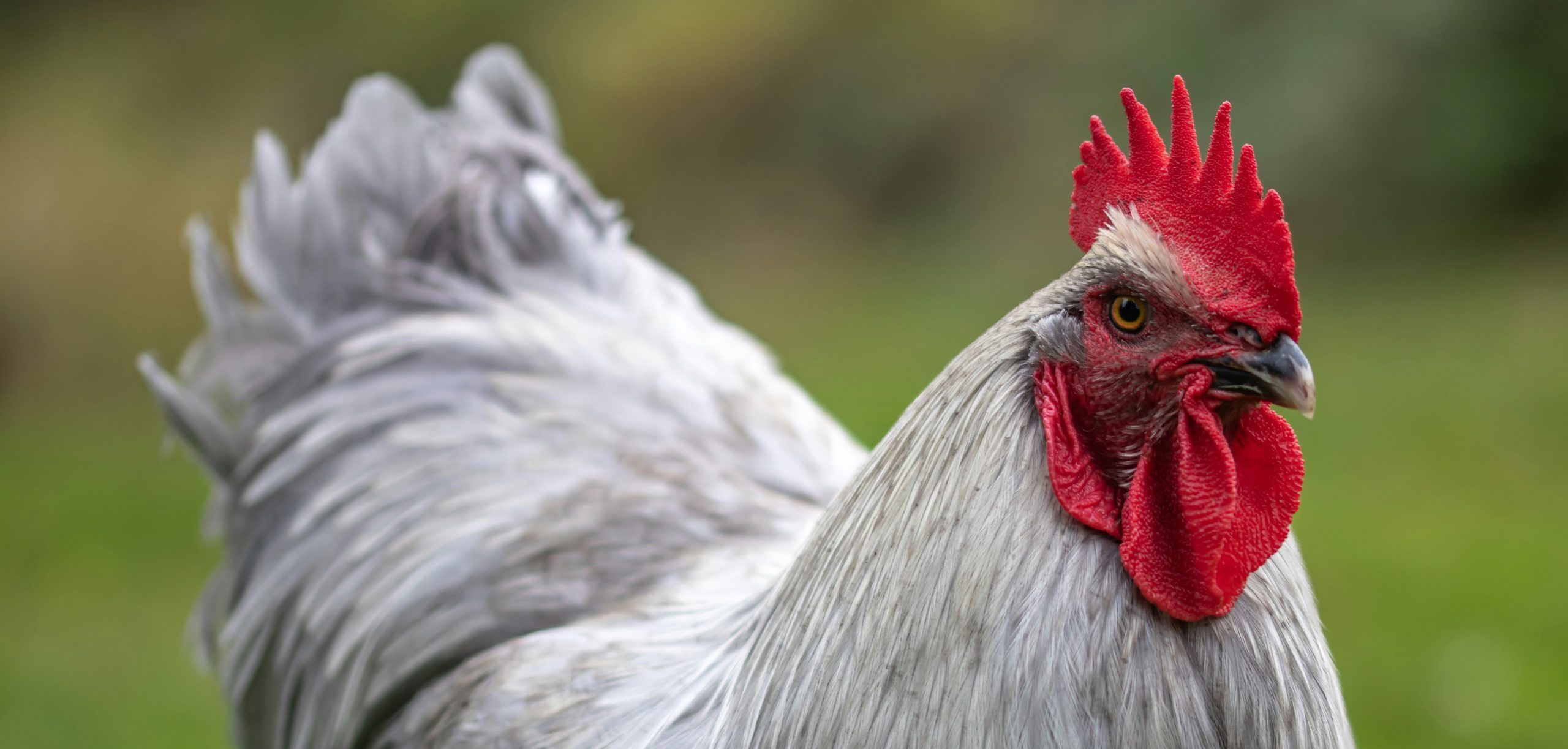 Poultry